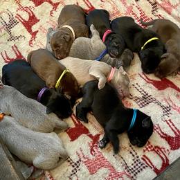 Dilute Retriever Puppies from Weathervane Labs