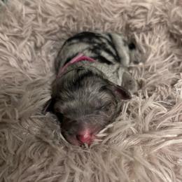 Amber - Blue merle female Aussiedoodle puppy in Kensington, Ohio from Hickory Hideaway Doodles