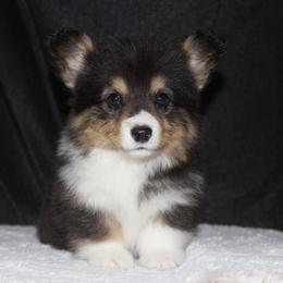 Heath - Black and tan female Pembroke Welsh Corgi puppy in Washington from Castle View Royal Rumps