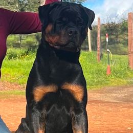 Gauge - Rottweiler