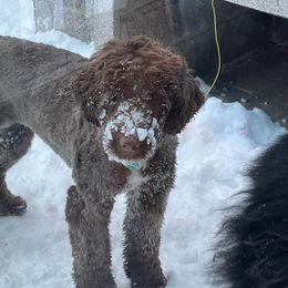 Portuguese Water Dog Puppies from Blue Marina Portuguese Water Dogs
