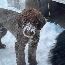 Portuguese Water Dog Puppies from Blue Marina Portuguese Water Dogs