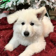 Boy 5 - White male Berger Blanc Suisse puppy in Plaucheville, Louisiana from La Nouvelle-Orléans Berger Blanc Suisse