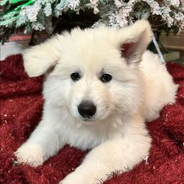 Boy 5 - White male Berger Blanc Suisse puppy in Plaucheville, Louisiana from La Nouvelle-Orléans Berger Blanc Suisse
