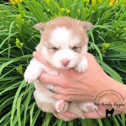 Girl 2 - female Pomsky puppy in Menahga, Minnesota from Mini Pomsky Puppies