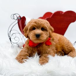 Jolly - Red  male Goldendoodle puppy in North Carolina from NC Doodle Puppies