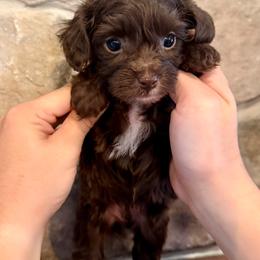 Smitten - Chocolate male Yorkipoo puppy in Newville, Pennsylvania from Wonderfully Made Poodles & Doodles