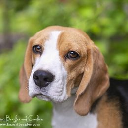 Violet - Beagle