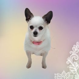 Babe - Chihuahua