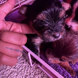 Girl 1 - Black and tan Yorkshire Terrier puppy in Keyser, West Virginia from Bella’s Yorkies