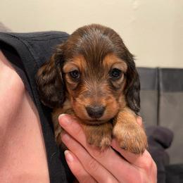 Pink - Red female Dachshund puppy in Federal Way, Washington from TopTeckel Kennels