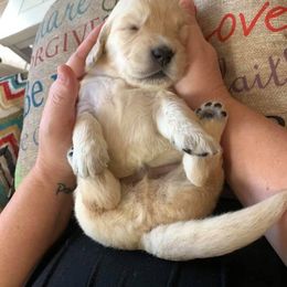 Golden Retriever Puppies from Loyal Golden Retrievers