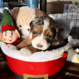 Girl 1 - female Bernedoodle puppy in Pueblo, Colorado from Doodles of the Rockies