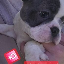 Bunny's blue girl - Blue female Boston Terrier puppy in Versailles, Indiana from Benhams Bostons