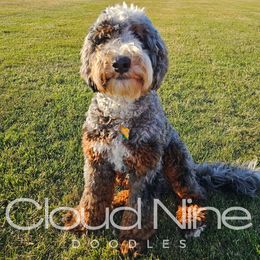 Amani - Bernedoodle