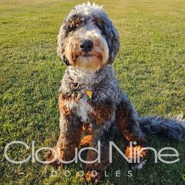 Amani - Bernedoodle