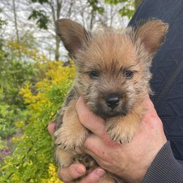 Boy 1 - Red Norwich Terrier puppy in Hampton, New Hampshire from Redhead Norwich
