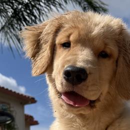 Golden Retrievers and Labrador Retrievers from Honeyfield Retrievers