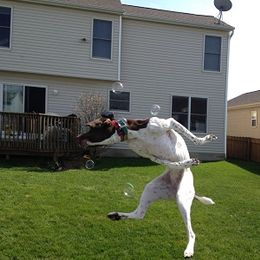 German Shorthaired Pointer All Grown Up from Shining Star GSP's