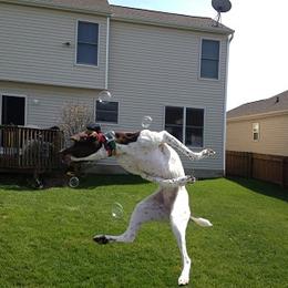 German Shorthaired Pointer All Grown Up from Shining Star GSP's