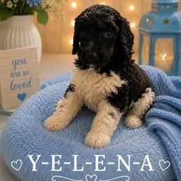 Yelena - Parti female Poodle puppy in Washington, Pennsylvania from Patriotic Poodles