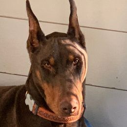 Myles - Doberman Pinscher
