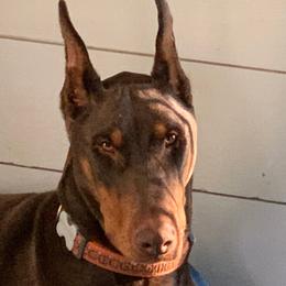 Myles - Doberman Pinscher
