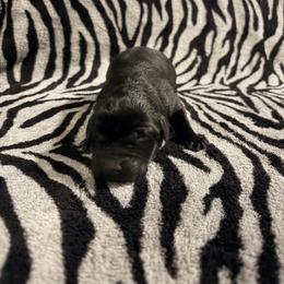Jellybean - Black male Labrador Retriever puppy in Richfield, Utah from Stormy River Retrievers