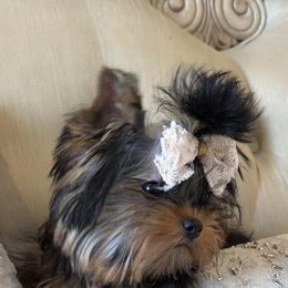 Kookie -Kiss - Black and gold female Yorkshire Terrier puppy in Stafford, Virginia from Chantailly Lace Yorkies