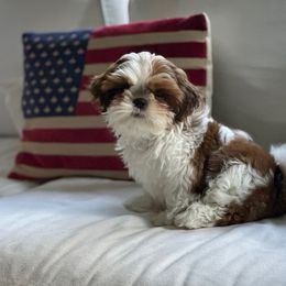 Shih Tzu Puppies from Duggers Shih Tzu
