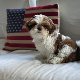 Shih Tzu Puppies from Duggers Shih Tzu