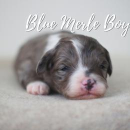 Blue Merle Boy - Blue merle male Aussiedoodle puppy in Plain City, Utah from Myers Desert Doodles