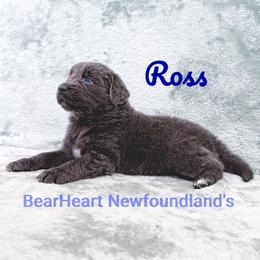 Ross - Gray male Newfoundland puppy in Cortez, Colorado from Bear Heart Newfoundlands, LLC