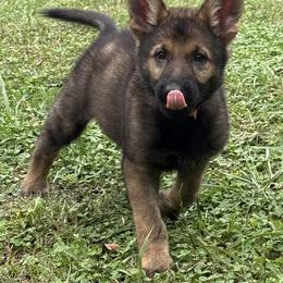 Quick - Sable male German Shepherd puppy in Buffalo, West Virginia from Z Tykev Vino LLC