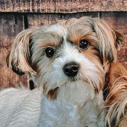 Beaux - Yorkshire Terrier