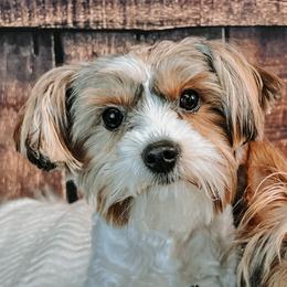 Beaux - Yorkshire Terrier