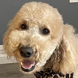 Ruby - Goldendoodle