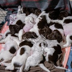 Kleine Munsterlanders from Cedars Point Kennel