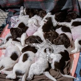 Kleine Munsterlanders from Cedars Point Kennel