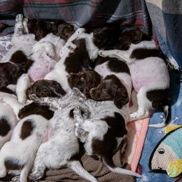Kleine Munsterlanders from Cedars Point Kennel