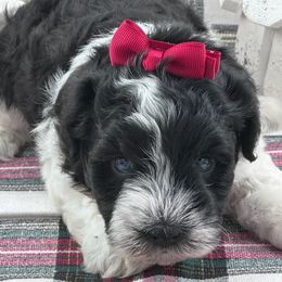 Girl 1 - Parti female Miniature Schnauzer puppy in Decatur, Texas from Virgil Farms