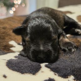 Enzo - Salt and pepper male Miniature Schnauzer puppy in Magalia, California from NorCal Schnauzers