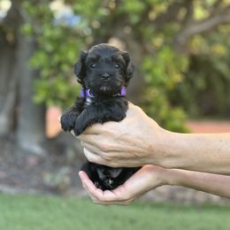 Havanese puppies from Harris Havanese