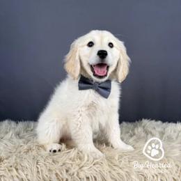 Lenny - White male Companion Cross puppy in Utah County, Utah from Big Hearted Breeders