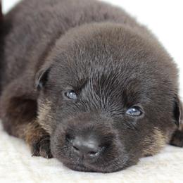 Simon - Black and cream male German Shepherd puppy in De Land, Florida from 3B’s Animal Artistry