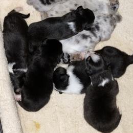 Australian Shepherd, Miniature American Shepherd, Miniature Australian Shepherd, and Toy Australian Shepherd Puppies from Painted Blue Aussies