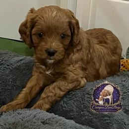 Archie - Red male Cavapoo puppy in Ridgeville, South Carolina from Cavapoo Love Bugs
