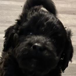 Bernedoodles from Nana’s Doodles