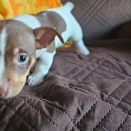 Blondie - Chocolate and white female Teddy Roosevelt Terrier puppy in Springfield, Illinois from Wiggle Wag Kennels
