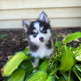 Matcha - Blue female Pomsky puppy in Campton Hills, Illinois from Urban Miracle’s